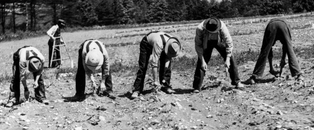 Historic Picture Of People Working In A Tobacco Field